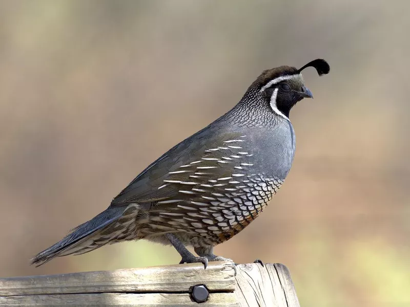 Adult male California Quail perches on a park bench