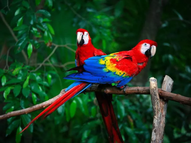 Scarlet Macaw