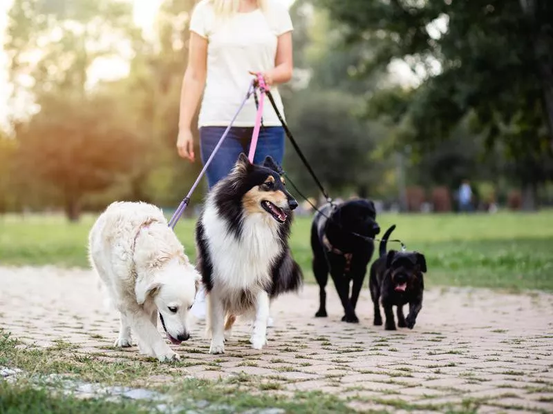 Dog walker