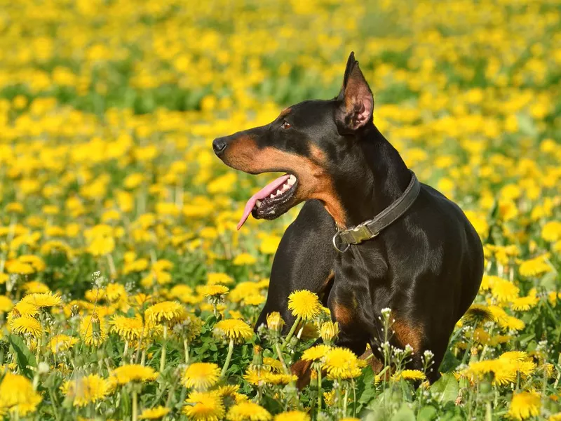 German Pinscher dog