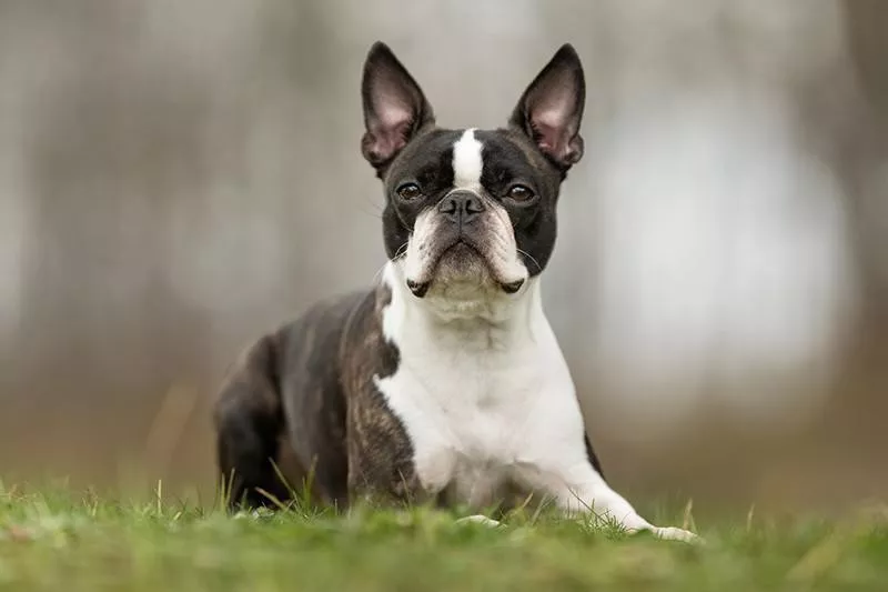 Boston Terrier