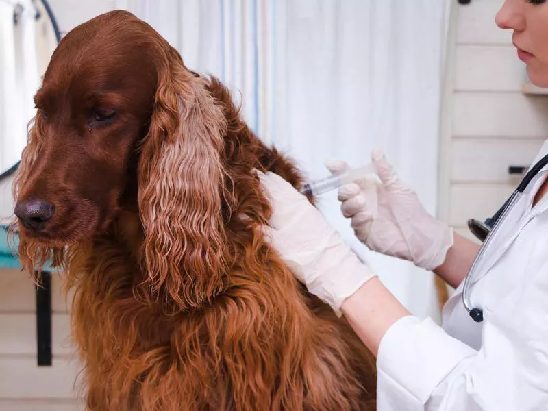 I Don’t Need to Vaccinate My Dog — Debunked