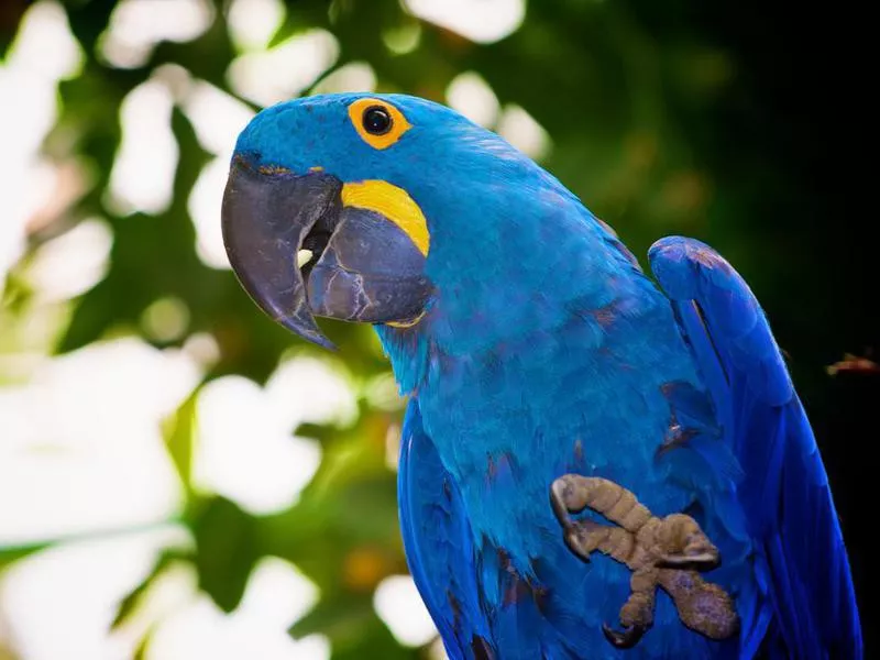 Hyacinth Macaw