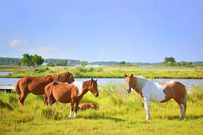 Chincoteague Ponies