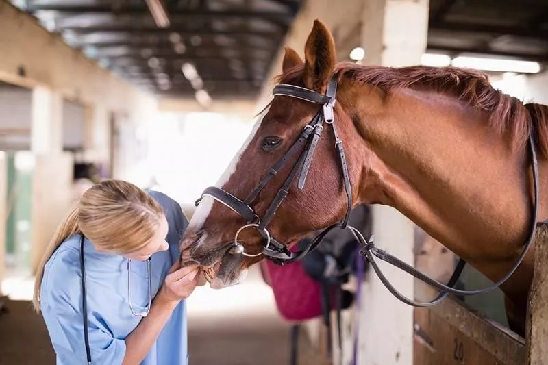 horse and vet