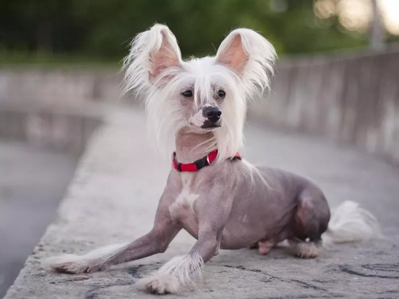 Chinese Crested