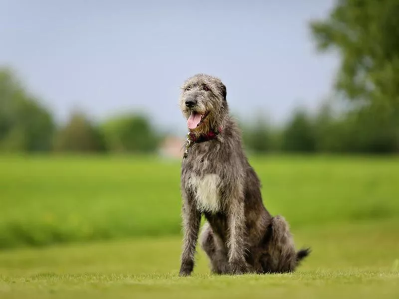 Irish Wolfhound, one of the largest shaggy dog breeds