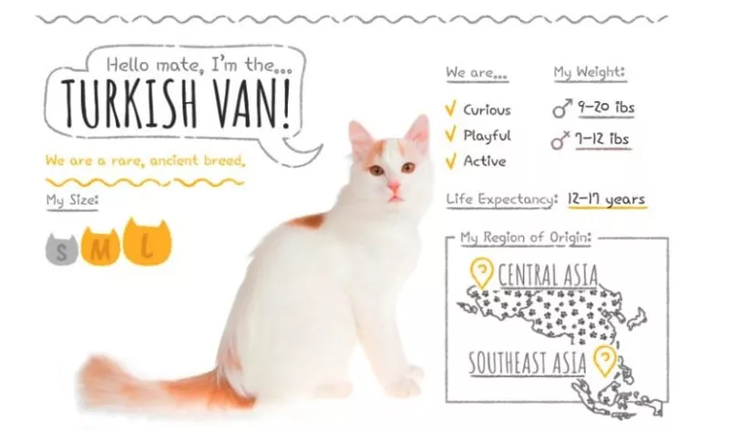 Turkish Van stats