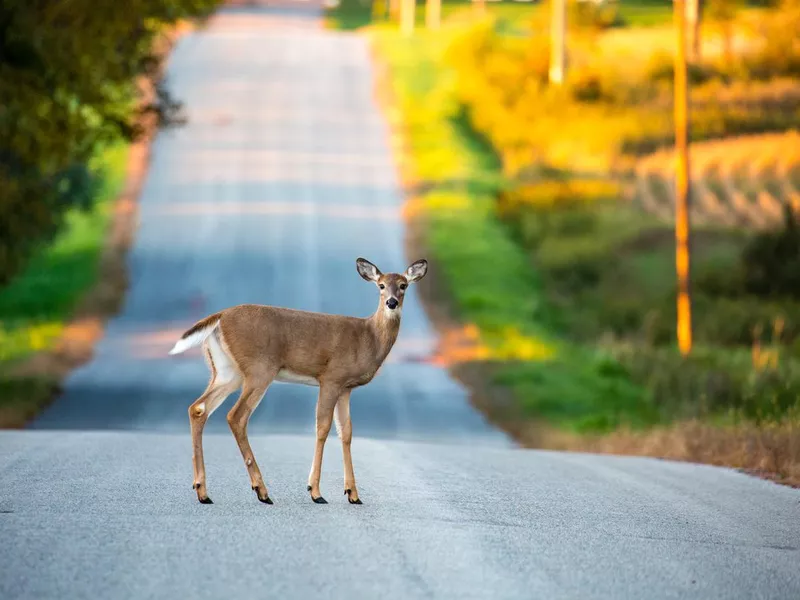 White tail deer in the middle of a Wisconsin road