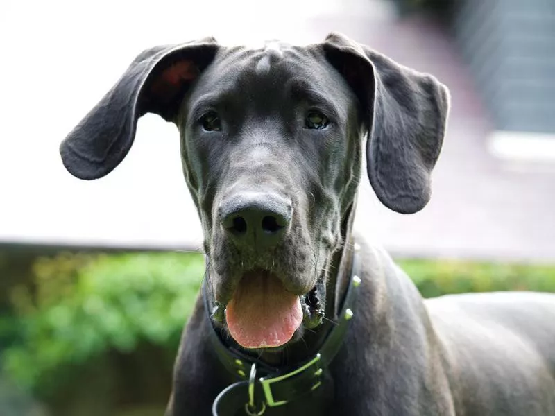 Great Dane