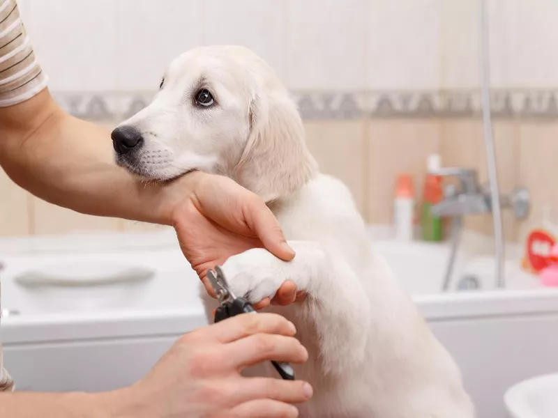 Puppy nail trim