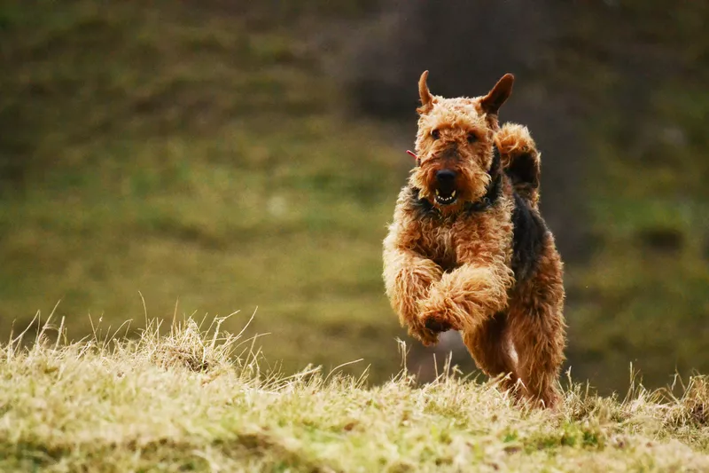 Airedale terrier