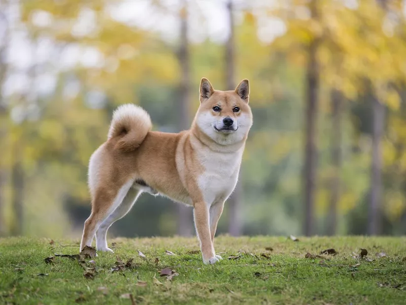 Shiba Inu in the park grass