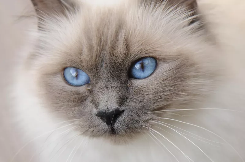 Blue point Birman