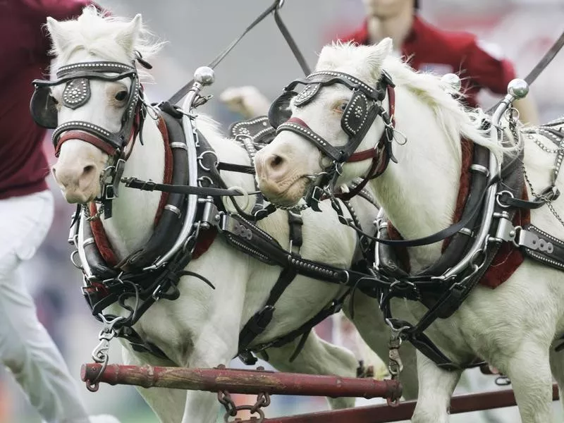 Boomer and Sooner