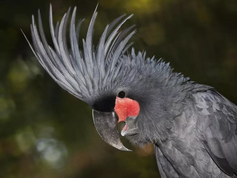 lack Palm Cockatoo