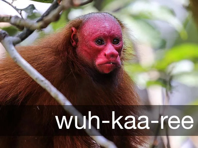 Uakari