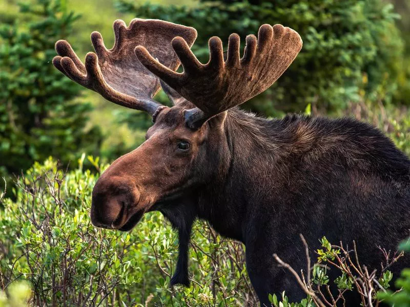 Moose