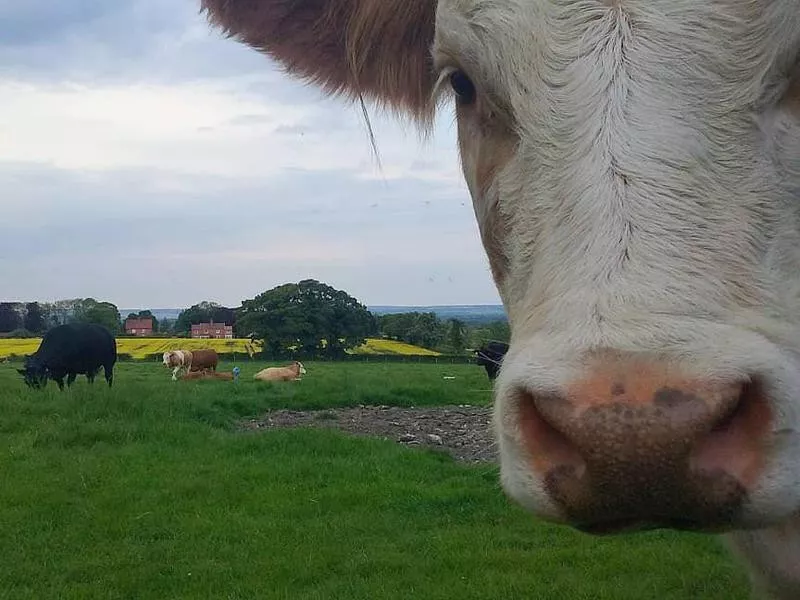 Serious cow photobomb