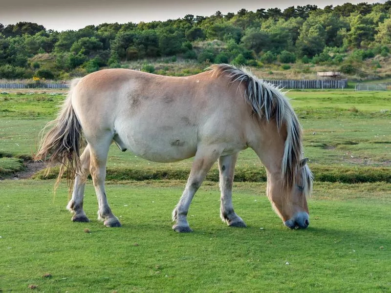 Norwegian Fjord Horse