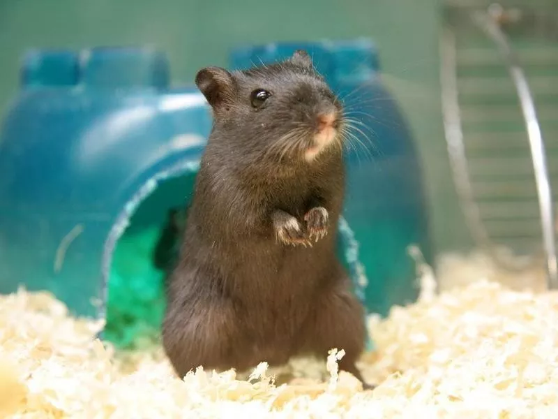 Gerbil standing