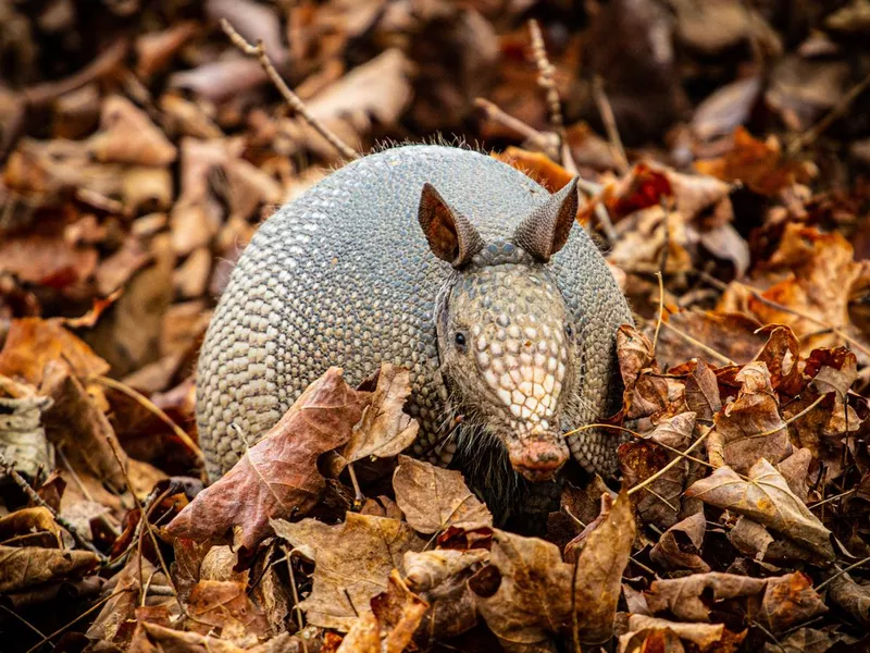 Armadillo