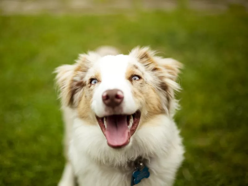 Australian Shepherd