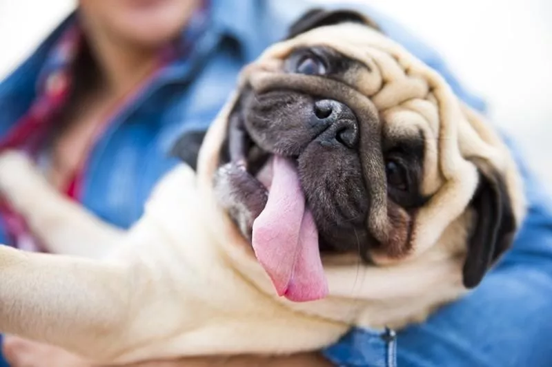 happy pug