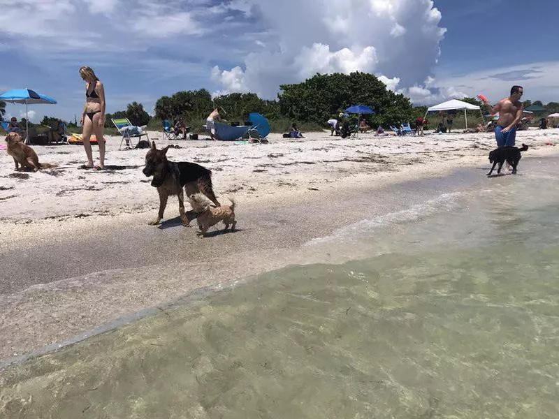 Dogs walking at Fort De Soto Park