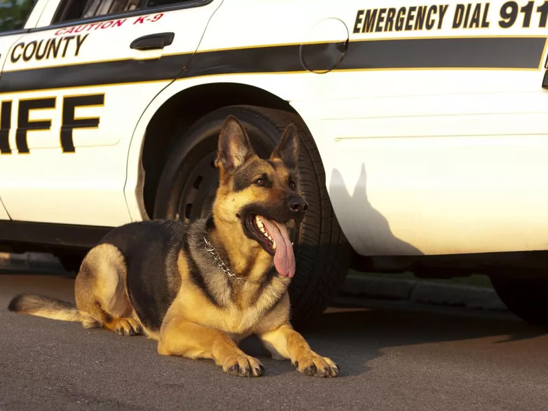 German Shepard Canine Unit