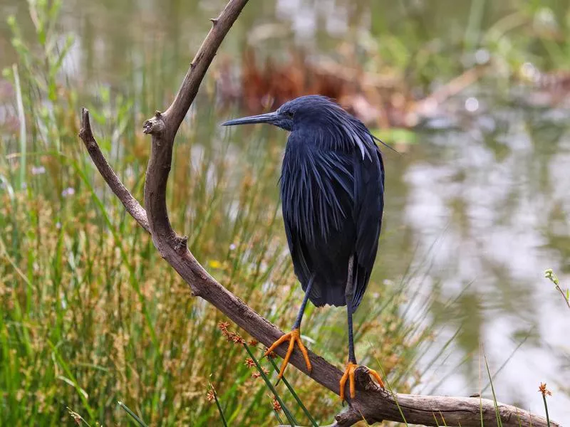 Black Heron