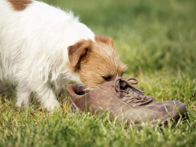 Teach Scent Discrimination