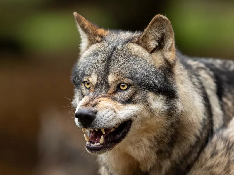 Grey wolf in the forest