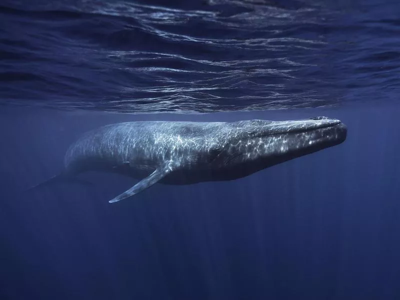 Blue Whale