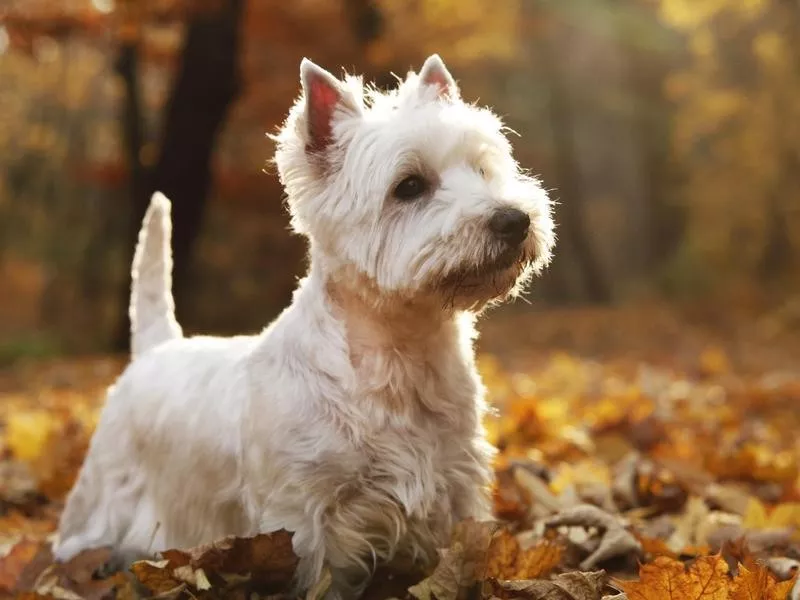 West Highland White Terrier