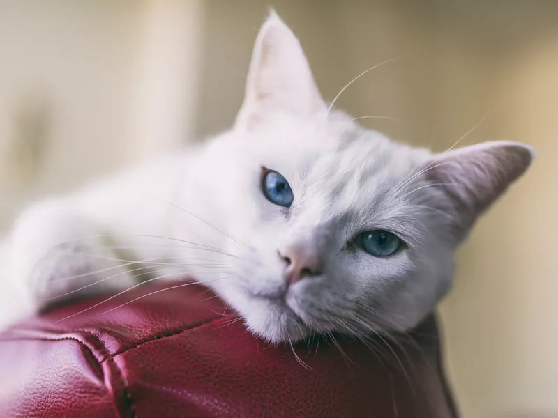 Close-up shot of a female Turkish Angora cat relaxing