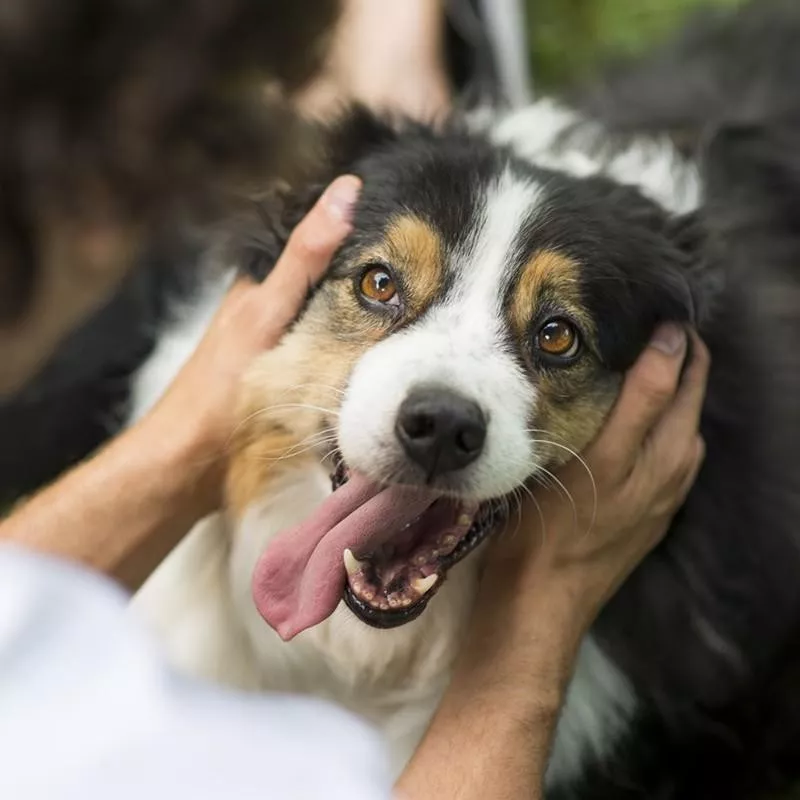 Australian Shepherd