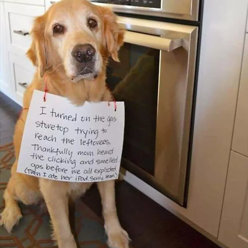 Golden retriever almost started a fire