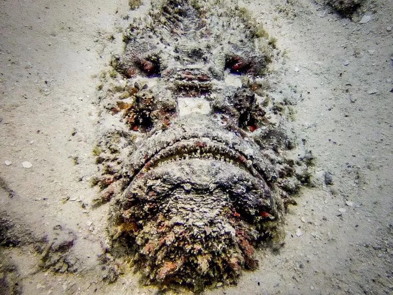 Underwater close-up of deadly stonefish