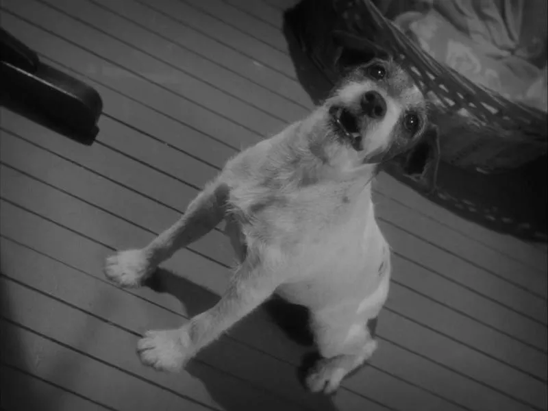 Uggie