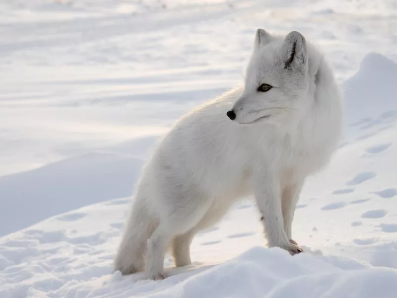 Arctic Fox