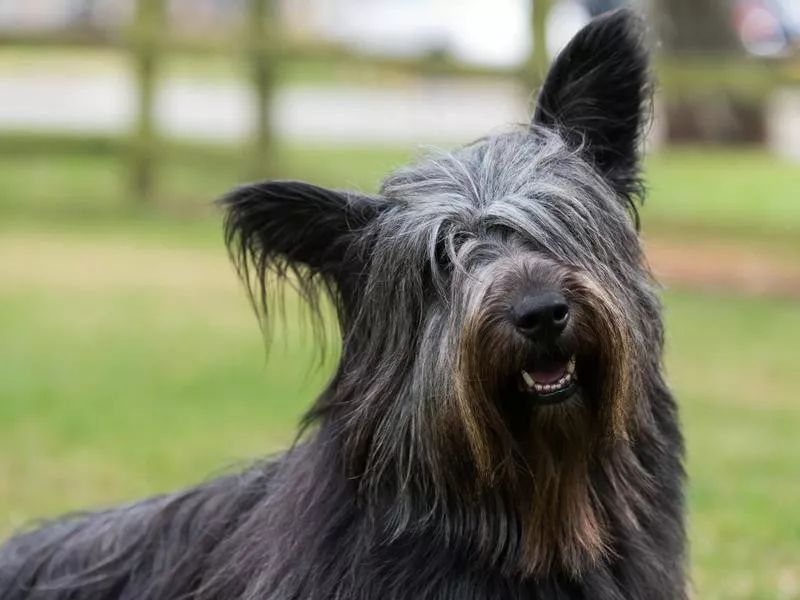 Skye Terrier