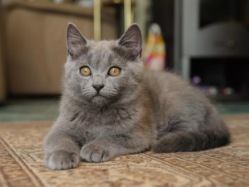 Chartreux