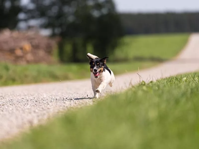 Double Check That Your Dog Has Been Chipped