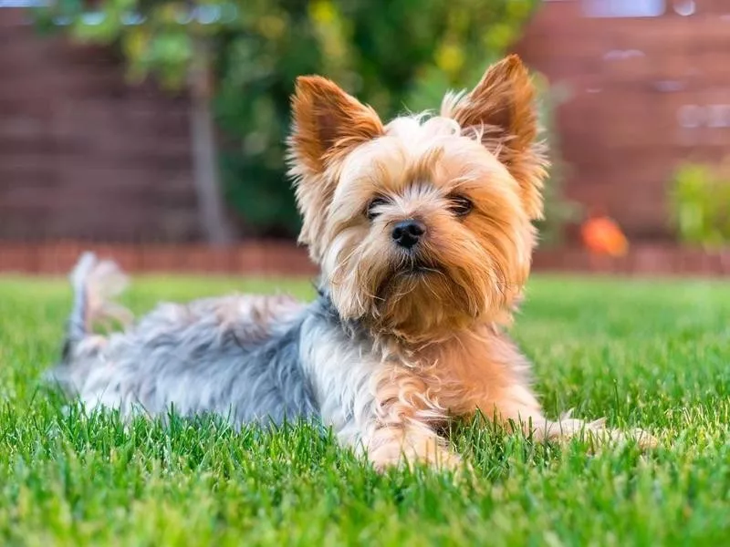 Yorkshire Terrier