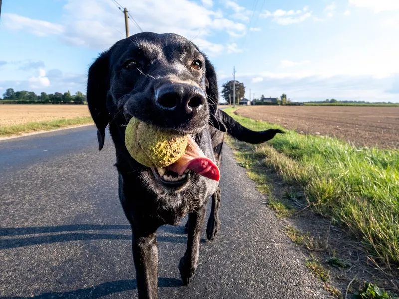 Dog playing with a tennis ball