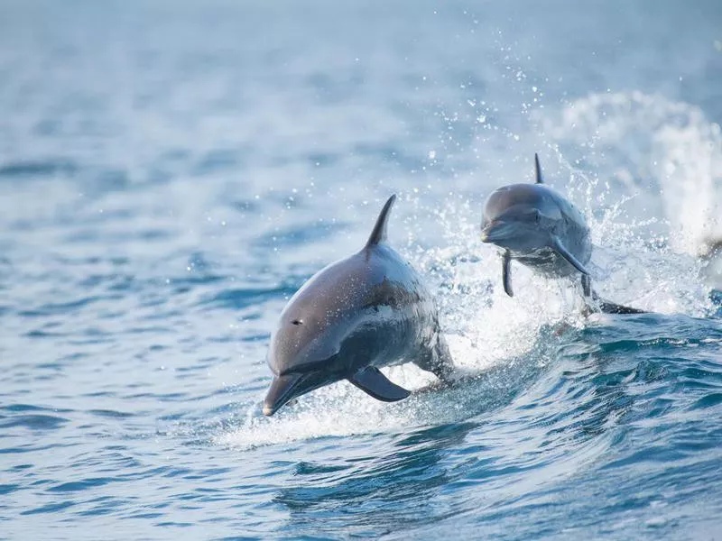 Pantropical Spotted Dolphins