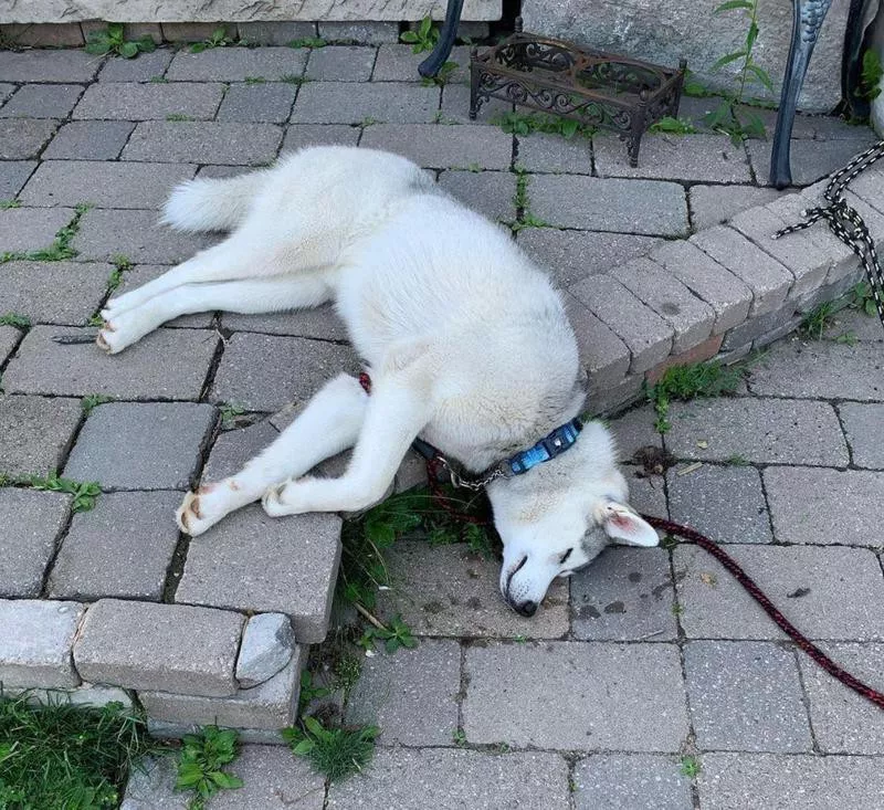 Husky sleeping