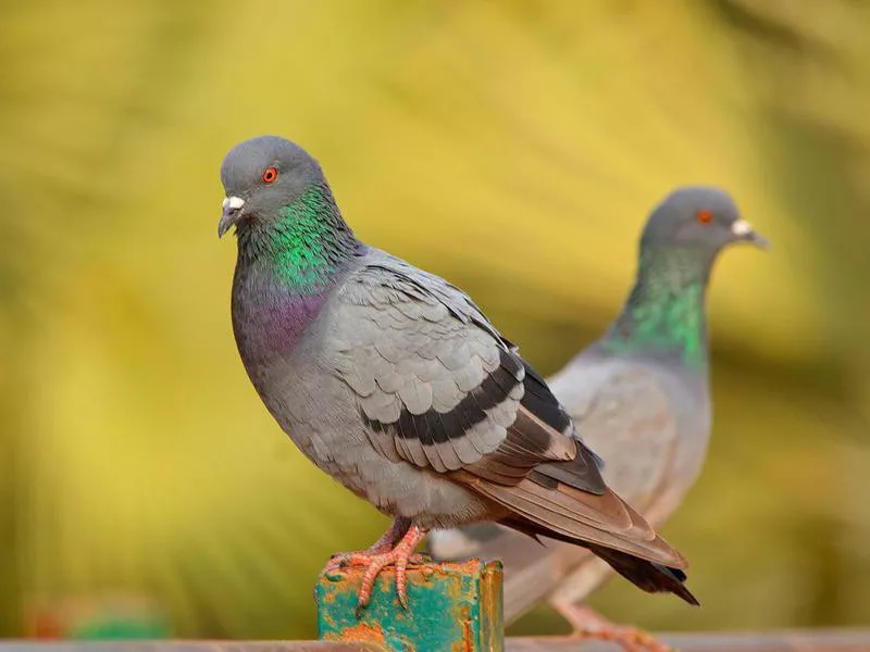 Rock Dove