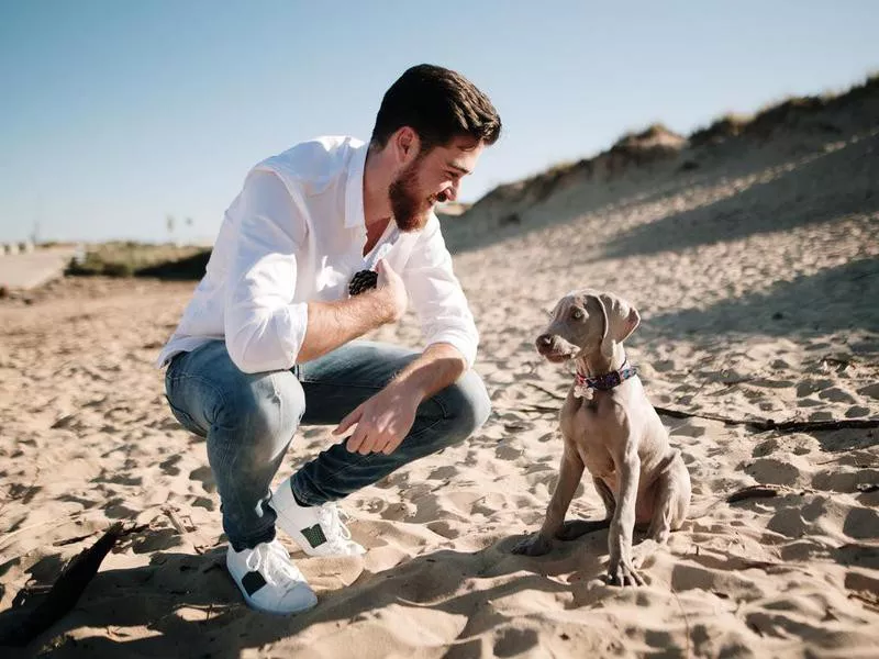 weimaraner